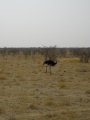 Ostrich Etosha National Park