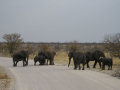 Elephants Etosha National Park