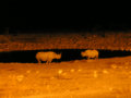 Rhinos at night ENP